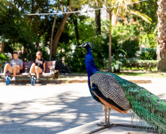 Pavão em grande plano no Jardim da Alameda João de Deus